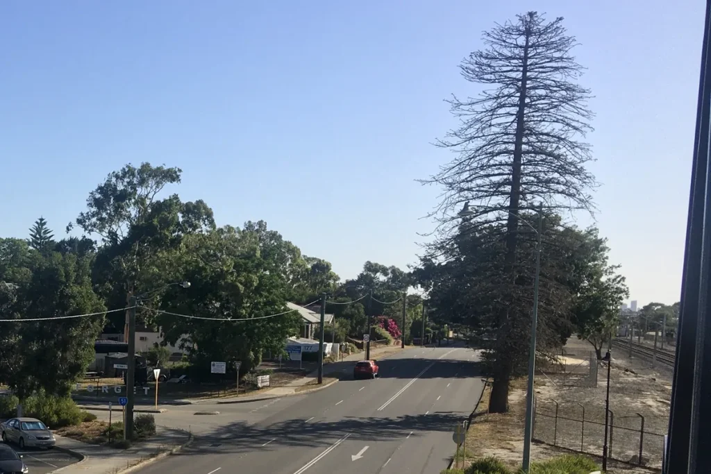 A wide suburban road running into the distance under a clear blue sky, lined by gum trees and a tall bare pine, with a railway line along the right.