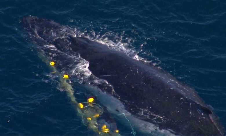 Whale Spotted in Goldcoast