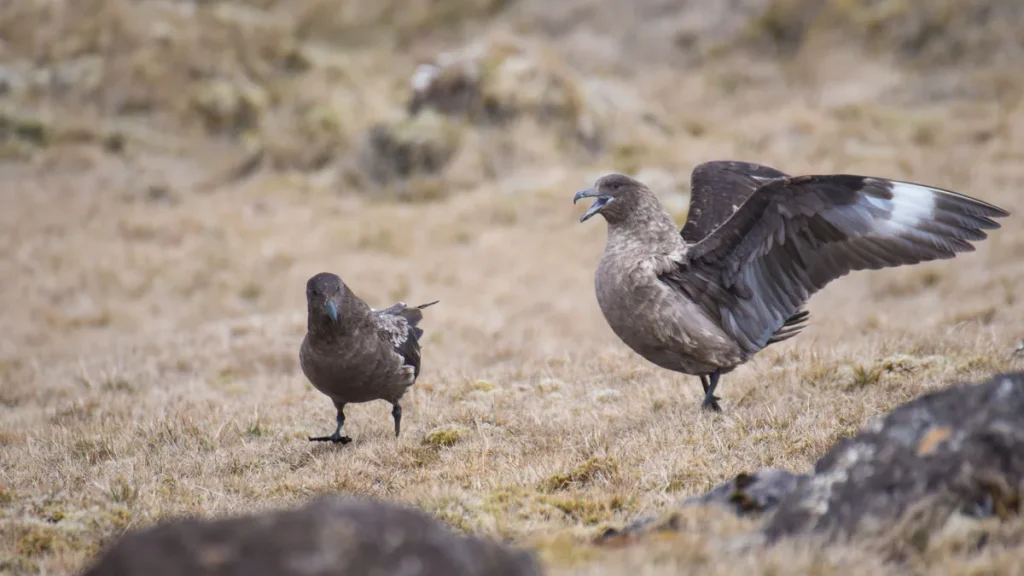 Two brown skuas standing on tussock grassland on Amsterdam Island, one with its wings raised and beak open; photographed in 2021. Illustrative, not the bird found near Esperance.