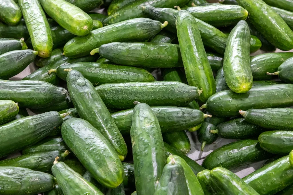 A frame-filling display of fresh green cucumbers at Queen Victoria Market in Melbourne.