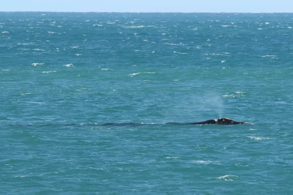 A southern right whale surfacing in choppy blue-green sea off Port Elliot, South Australia, with a faint spout above its head. Photographed in August 2018; not from the IWC meeting.