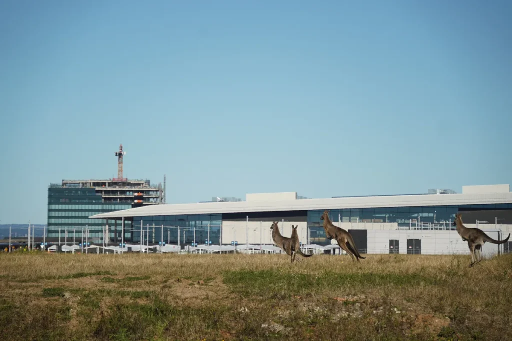 Four grey kangaroos hopping through dry grass, with the long low terminal building and a tower under construction behind.